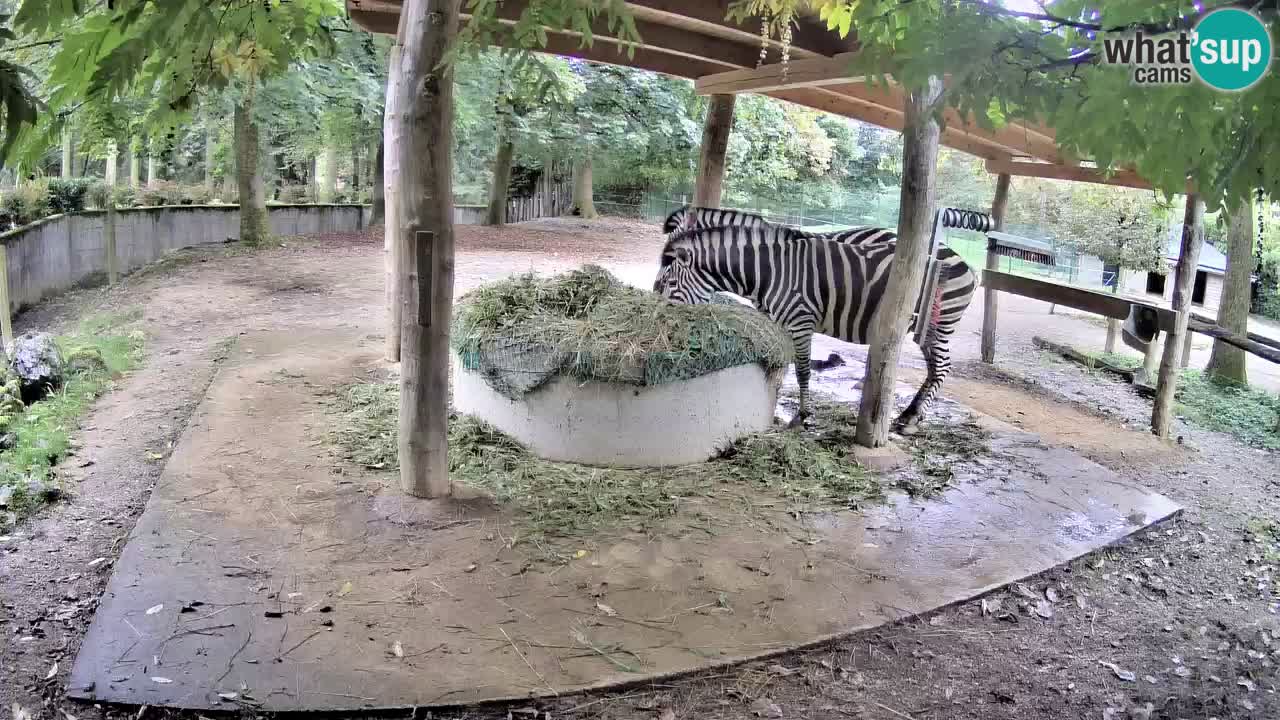Live webcam Les zèbres in Ljubljana ZOO – Slovénie
