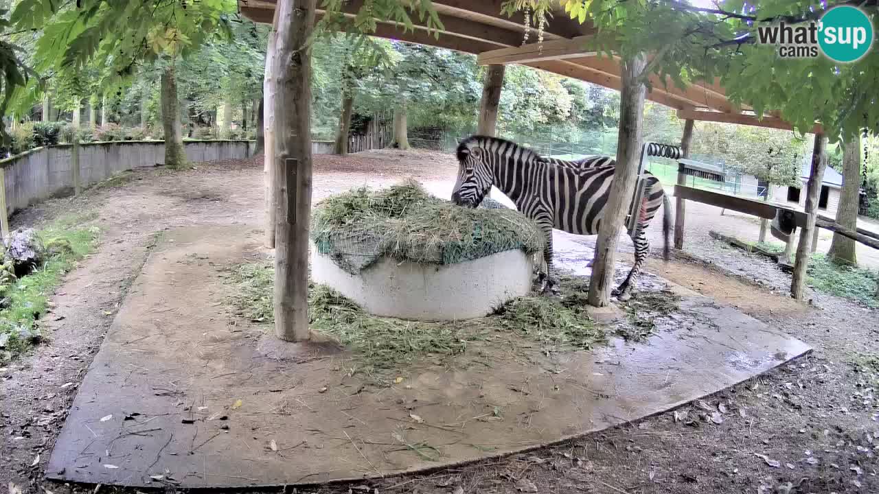 Live webcam Les zèbres in Ljubljana ZOO – Slovénie