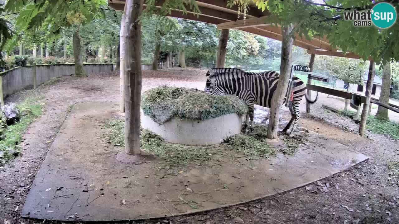 Live Webcam Zebras in Ljubljana ZOO – Slowenien