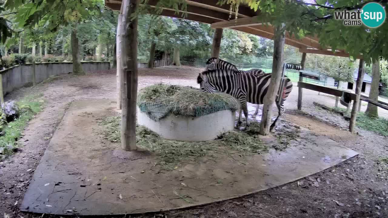 Zebre v živo v živalskem vrtu Ljubljana ZOO spletne kamere