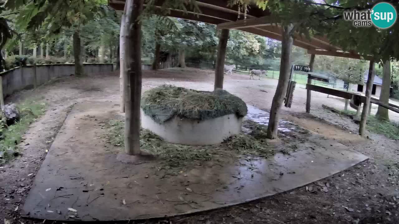 Live webcam Les zèbres in Ljubljana ZOO – Slovénie