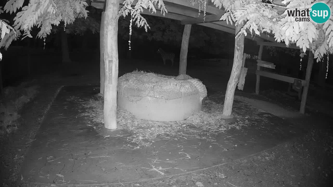 Live webcam Zebras in Ljubljana ZOO – Slovenia