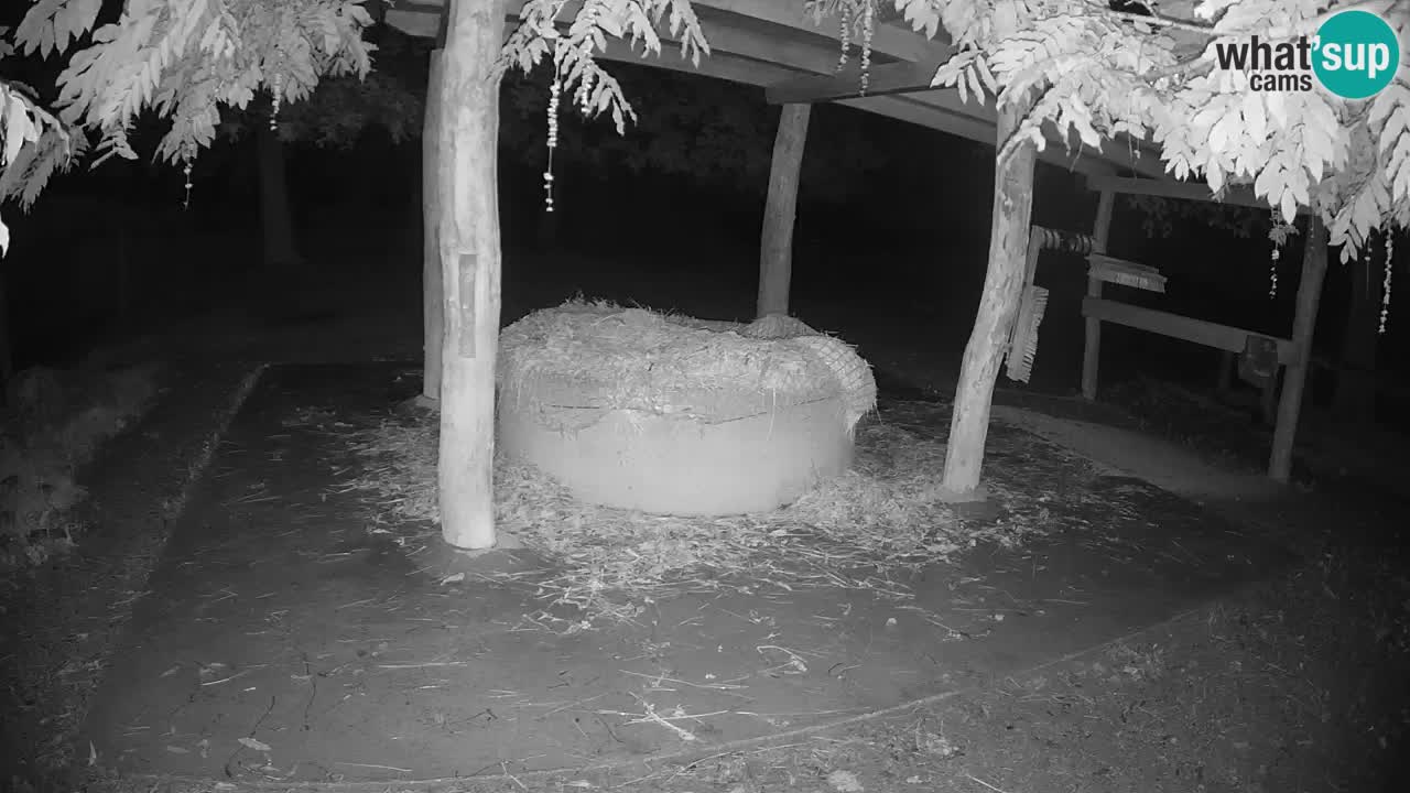 Le Zebre nello ZOO di Ljubljana – Slovenia Live webcam