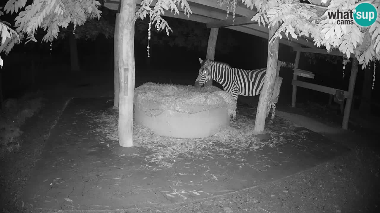 Zebre v živo v živalskem vrtu Ljubljana ZOO spletne kamere