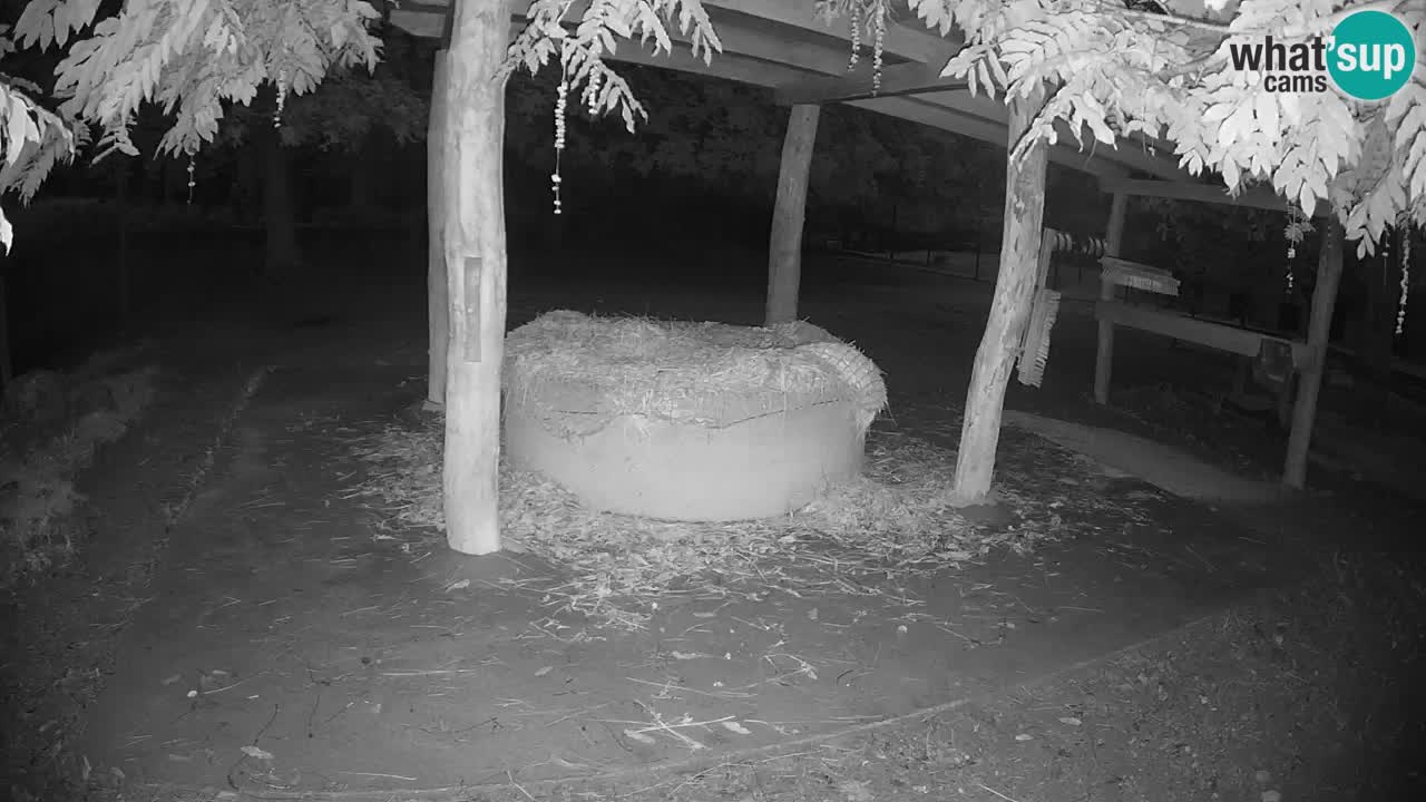 Live Webcam Zebras in Ljubljana ZOO – Slowenien