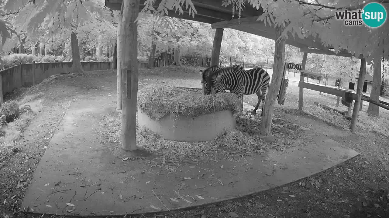 Live webcam Zebras in Ljubljana ZOO – Slovenia