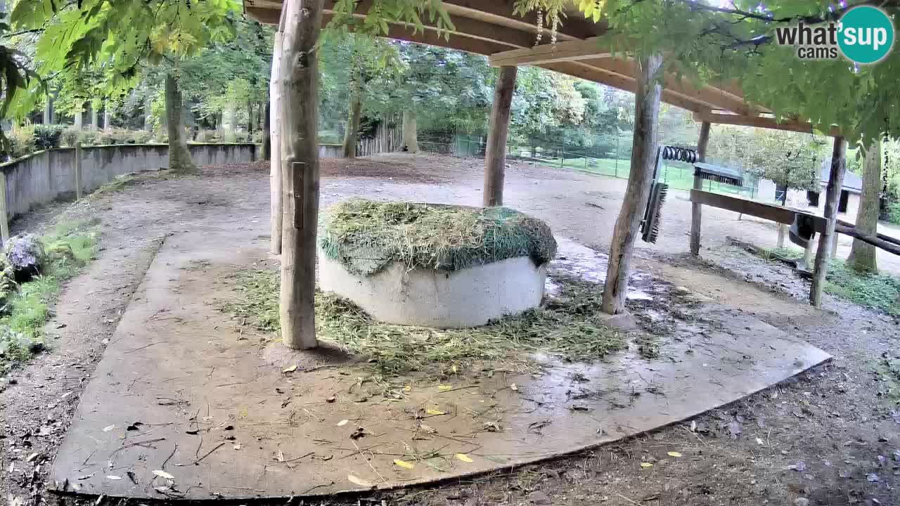 Live webcam Zebras in Ljubljana ZOO – Slovenia