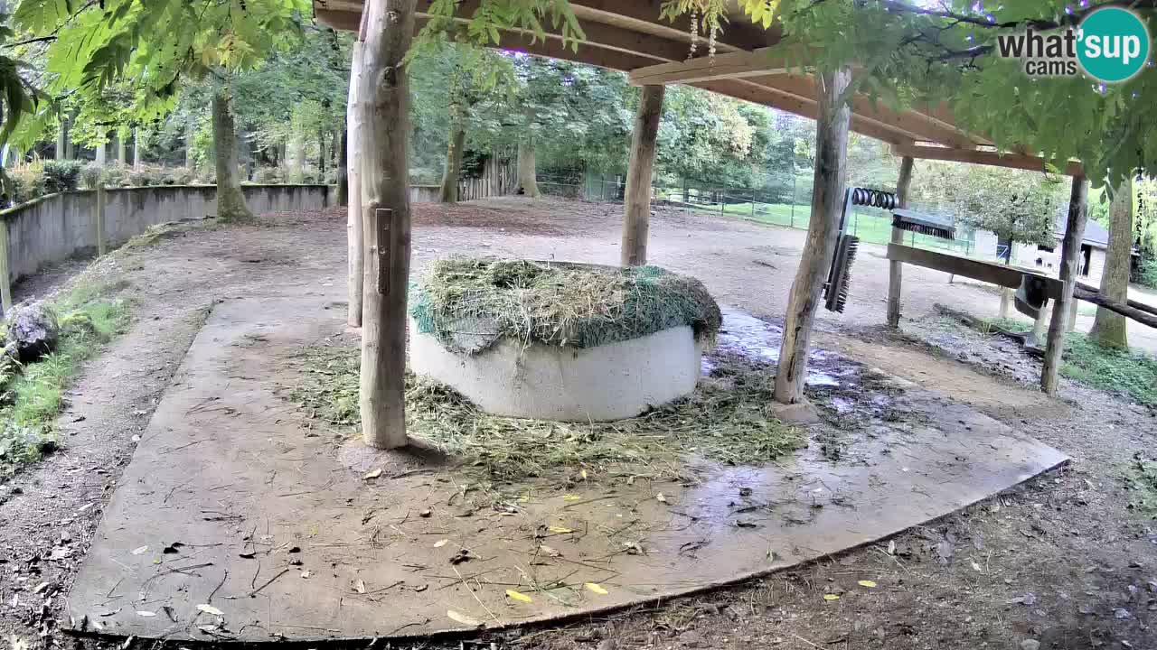 Live webcam Zebras in Ljubljana ZOO – Slovenia