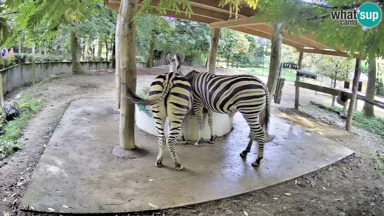 Web kamera uživo Zebras u ZOO Ljubljana – Slovenija