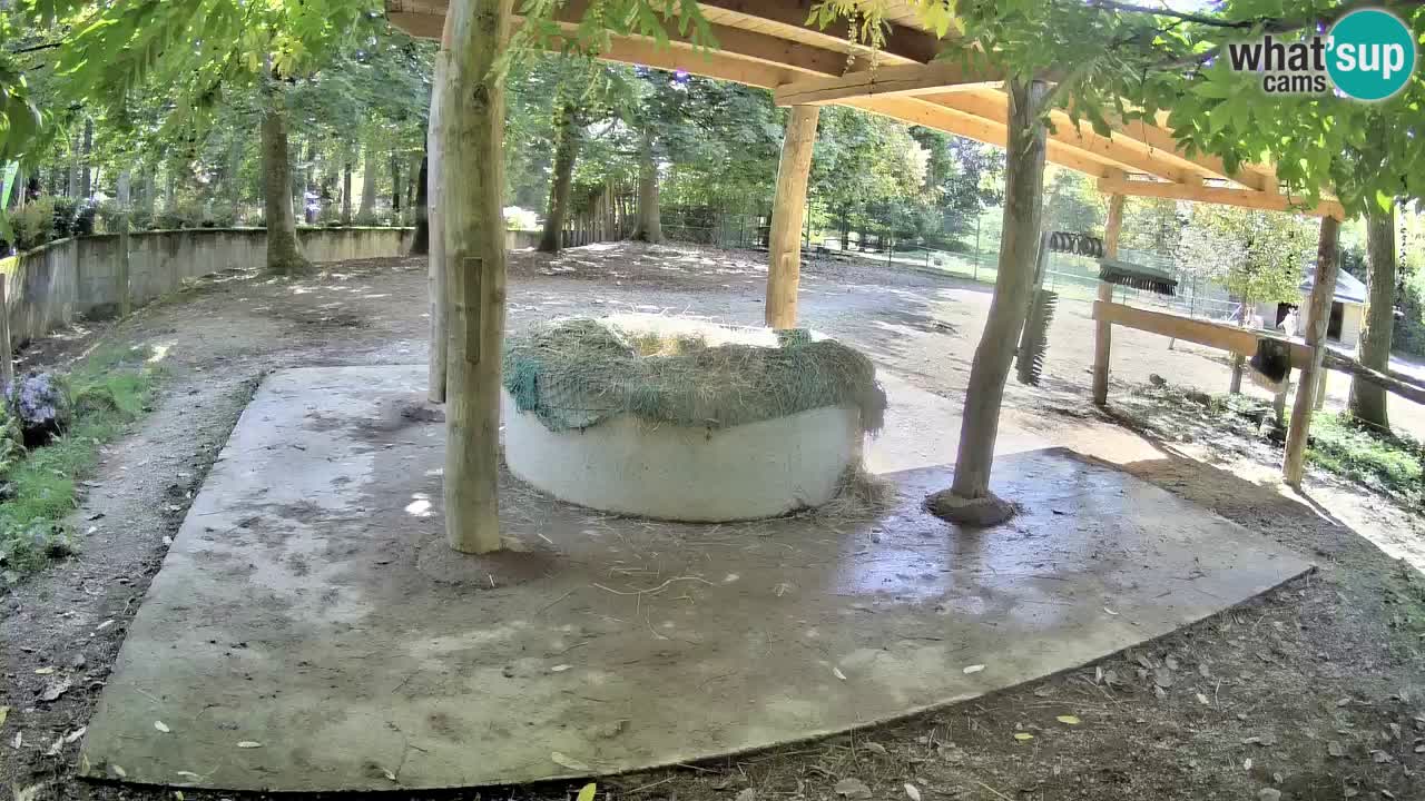 Live webcam Zebras in Ljubljana ZOO – Slovenia