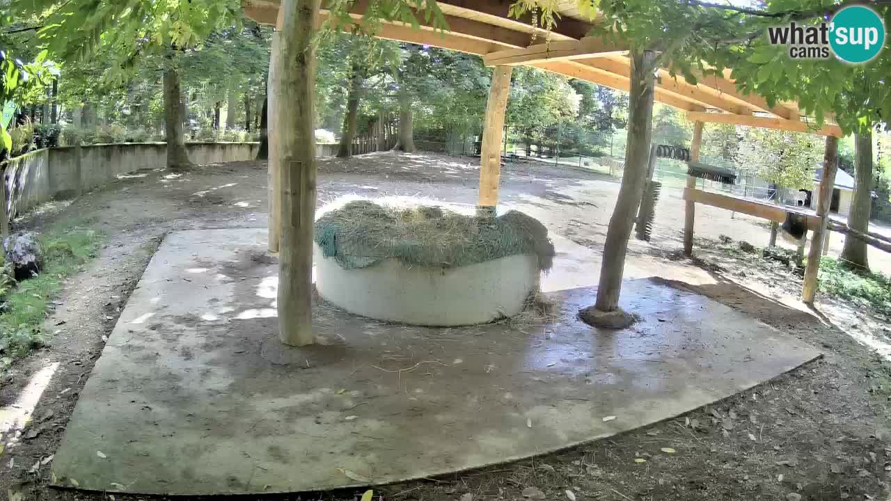 Live webcam Les zèbres in Ljubljana ZOO – Slovénie