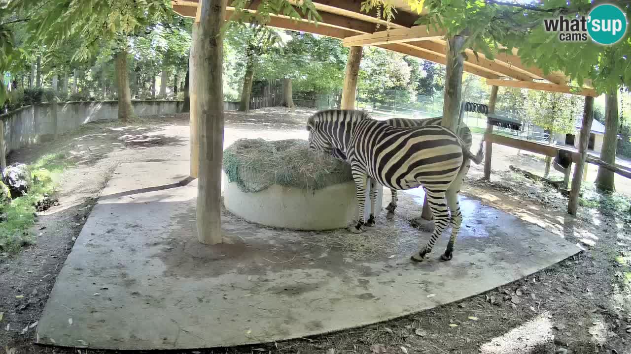 Live webcam Zebras in Ljubljana ZOO – Slovenia