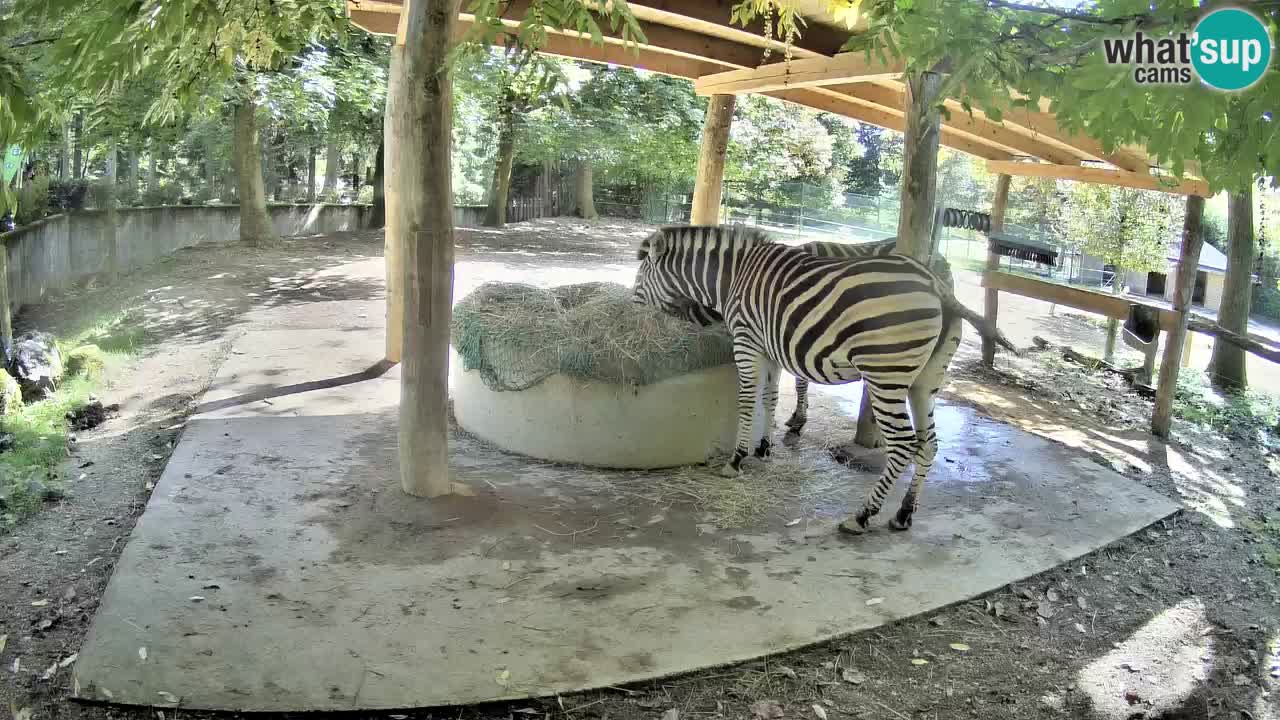 Camera en vivo Cebras in Ljubljana ZOO – Eslovenia