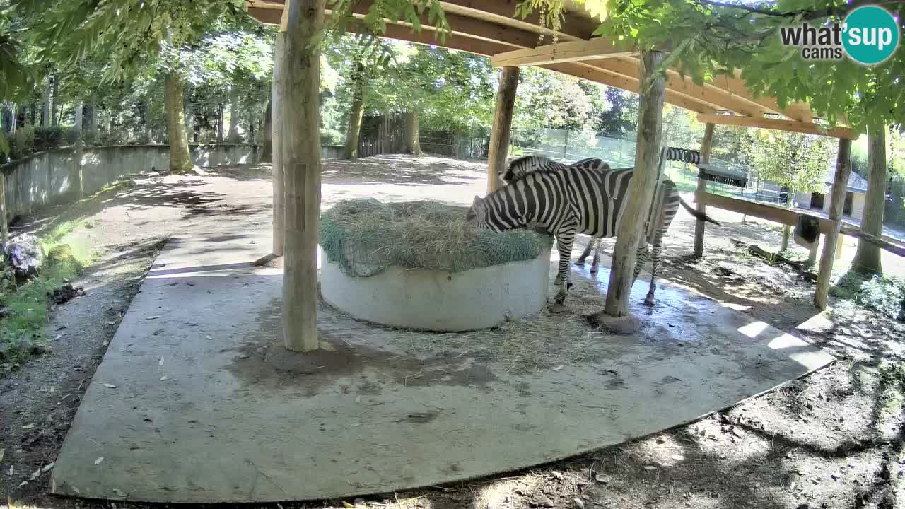 Live webcam Les zèbres in Ljubljana ZOO – Slovénie