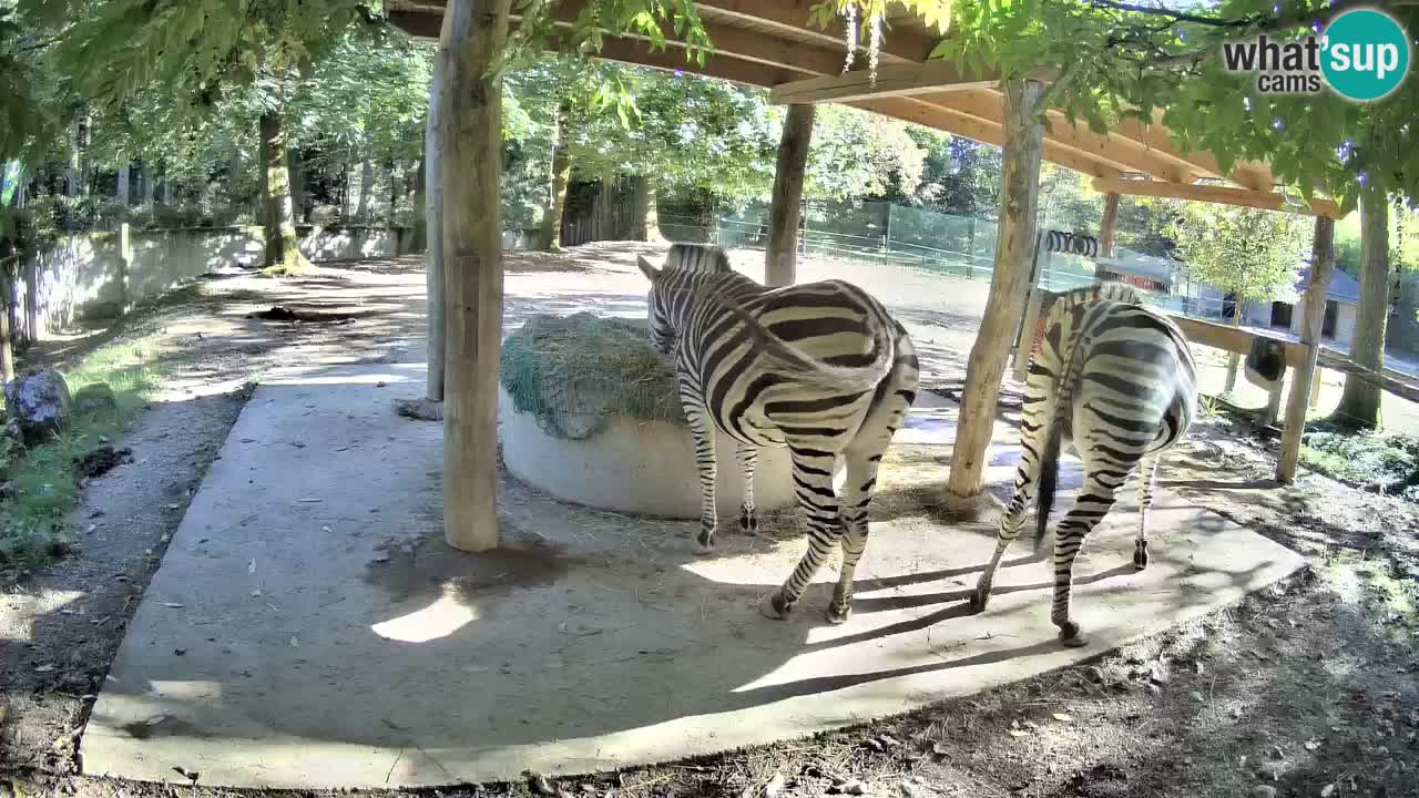 Live webcam Zebras in Ljubljana ZOO – Slovenia
