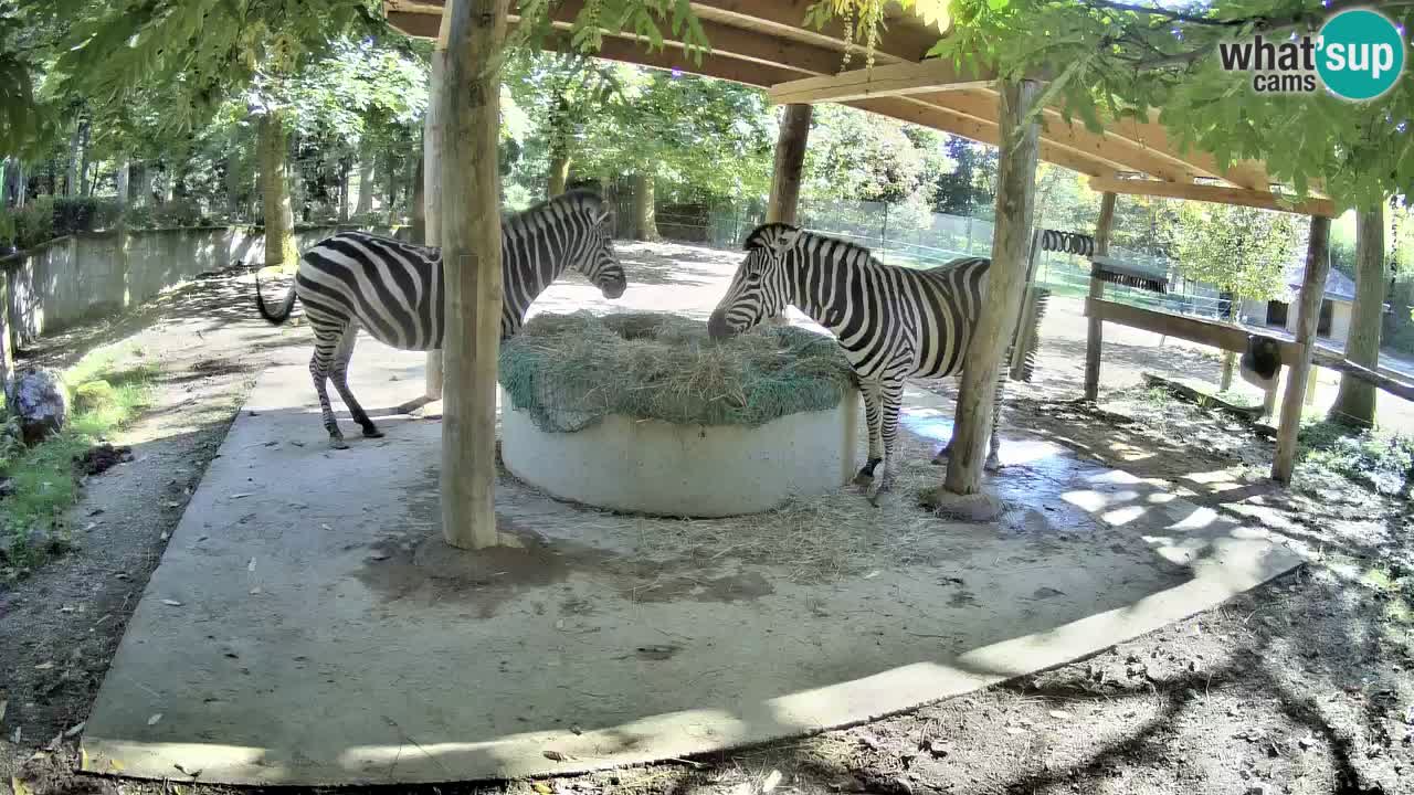 Le Zebre nello ZOO di Ljubljana – Slovenia Live webcam