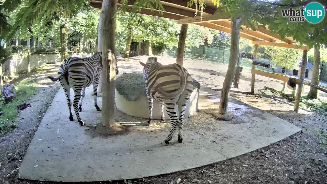 Le Zebre nello ZOO di Ljubljana – Slovenia Live webcam