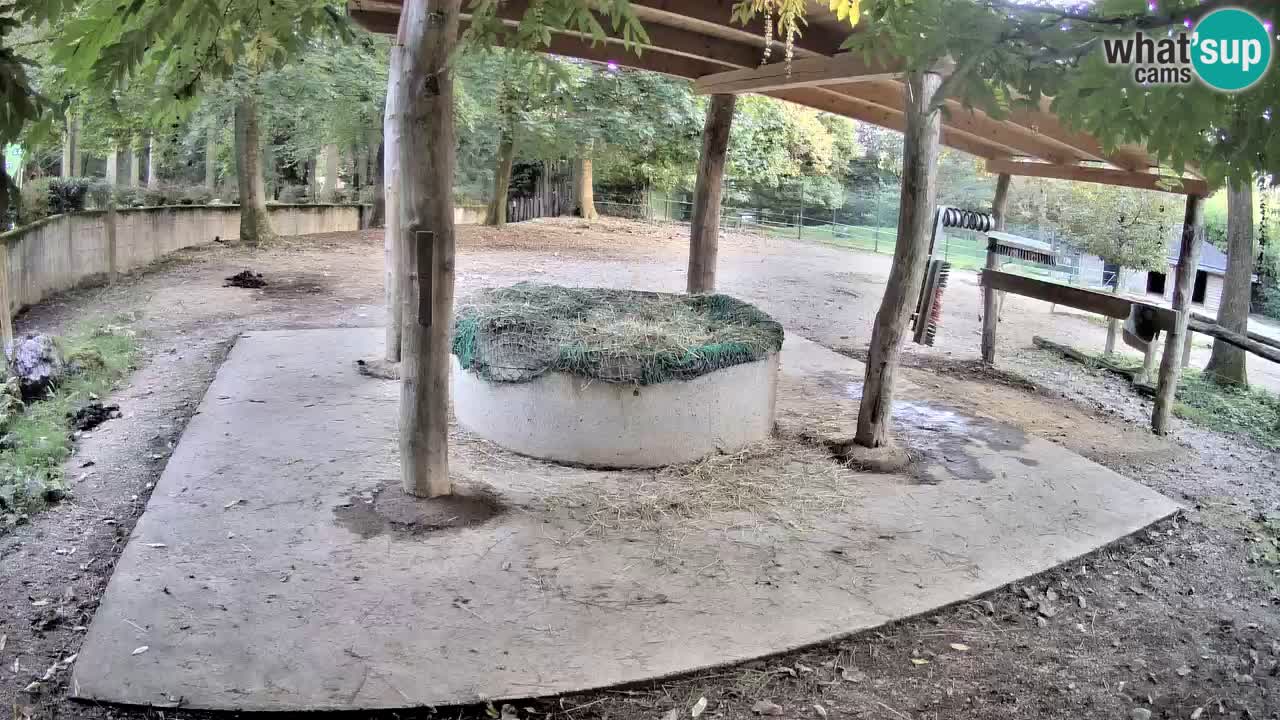 Live Webcam Zebras in Ljubljana ZOO – Slowenien