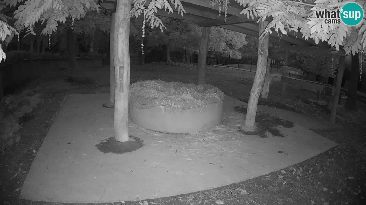 Live Webcam Zebras in Ljubljana ZOO – Slowenien