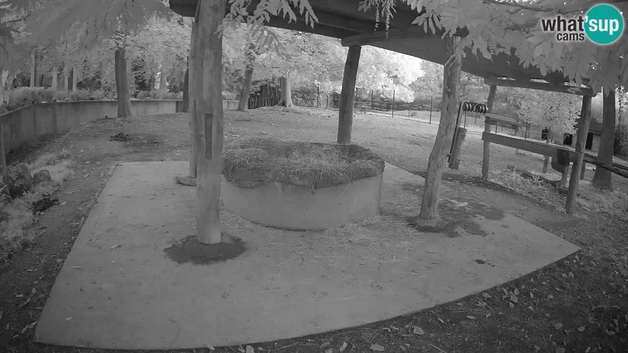 Le Zebre nello ZOO di Ljubljana – Slovenia Live webcam