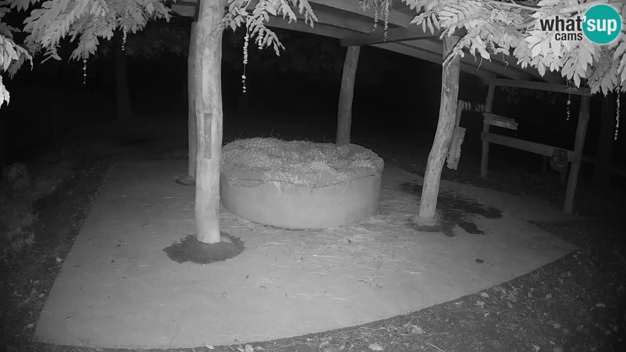 Live webcam Les zèbres in Ljubljana ZOO – Slovénie
