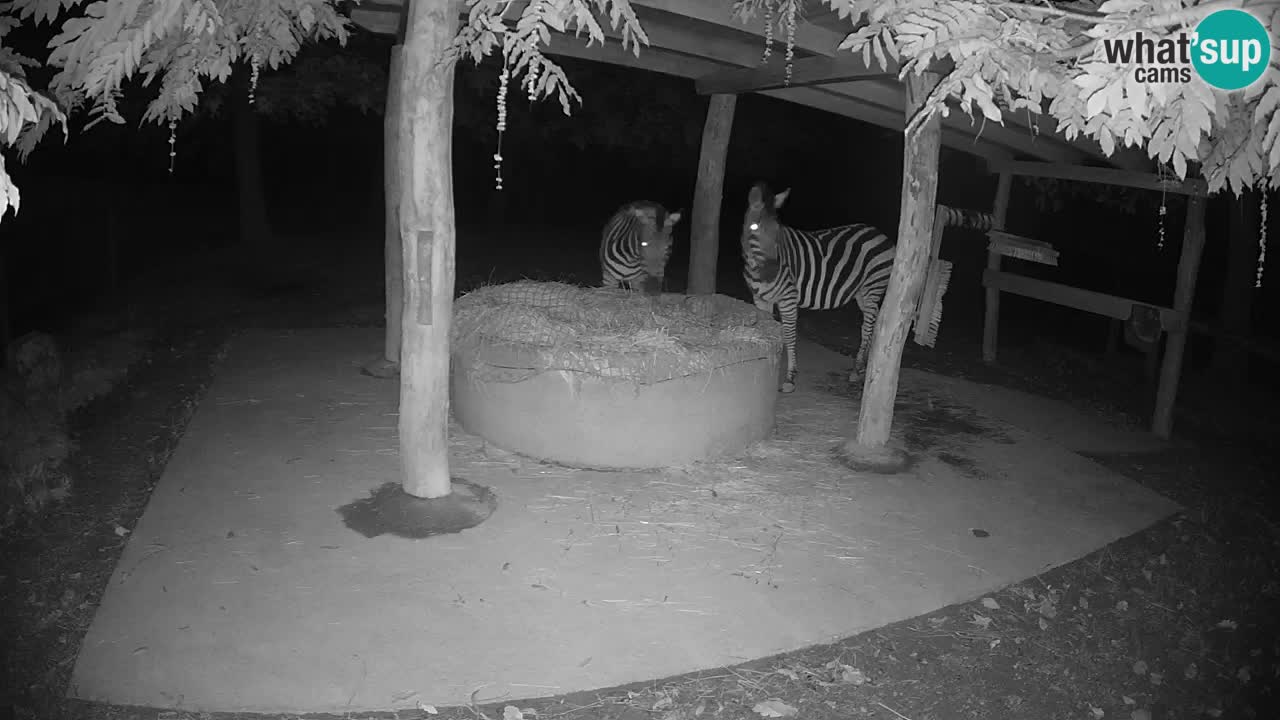 Camera en vivo Cebras in Ljubljana ZOO – Eslovenia