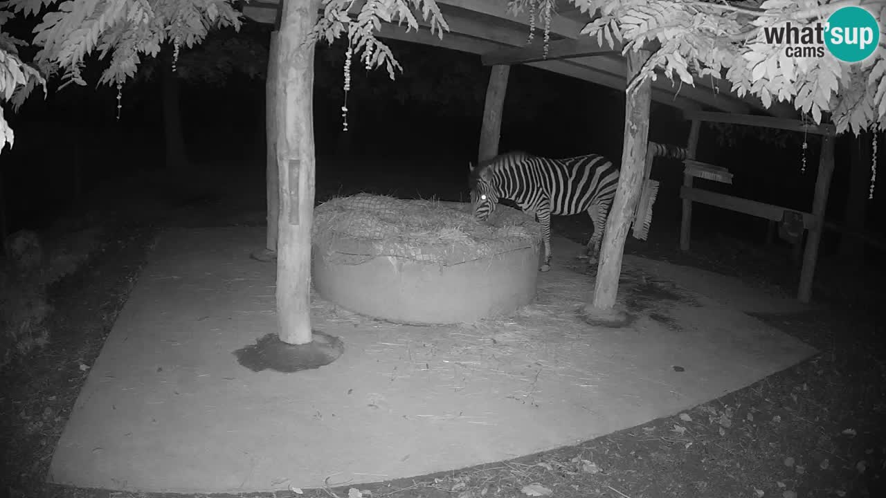 Zebre v živo v živalskem vrtu Ljubljana ZOO spletne kamere