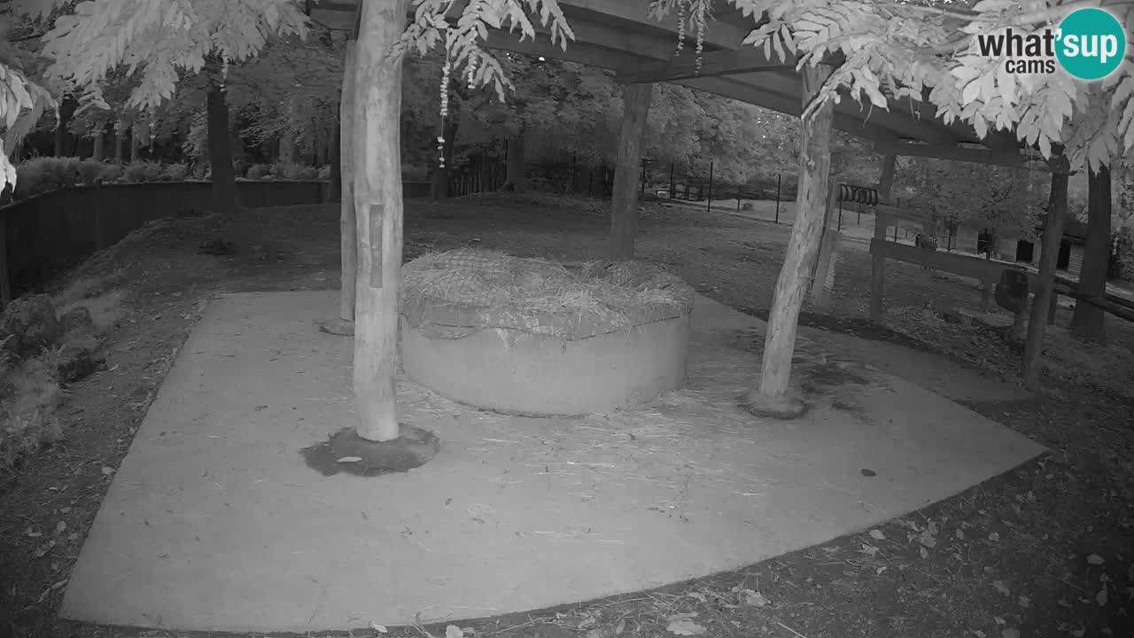 Camera en vivo Cebras in Ljubljana ZOO – Eslovenia