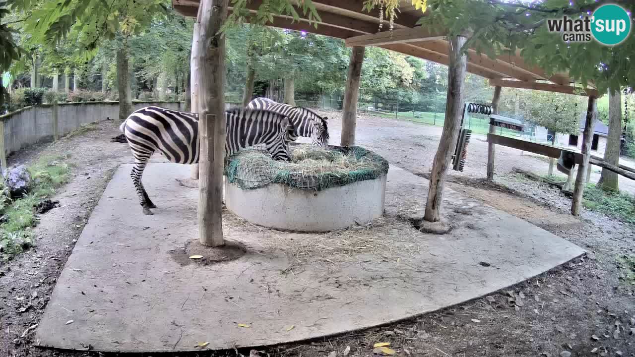 Web kamera uživo Zebras u ZOO Ljubljana – Slovenija