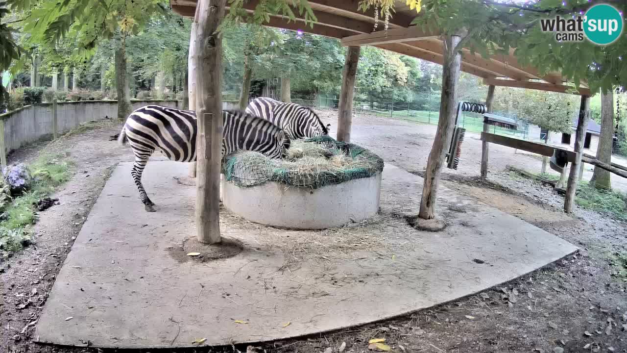 Le Zebre nello ZOO di Ljubljana – Slovenia Live webcam