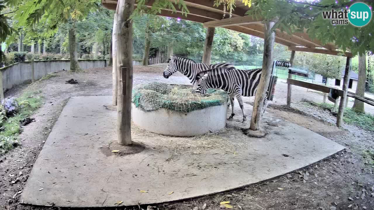 Live webcam Zebras in Ljubljana ZOO – Slovenia