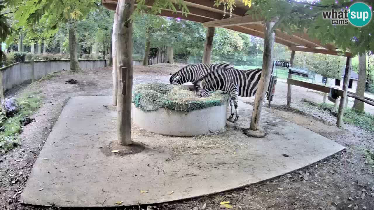Web kamera uživo Zebras u ZOO Ljubljana – Slovenija