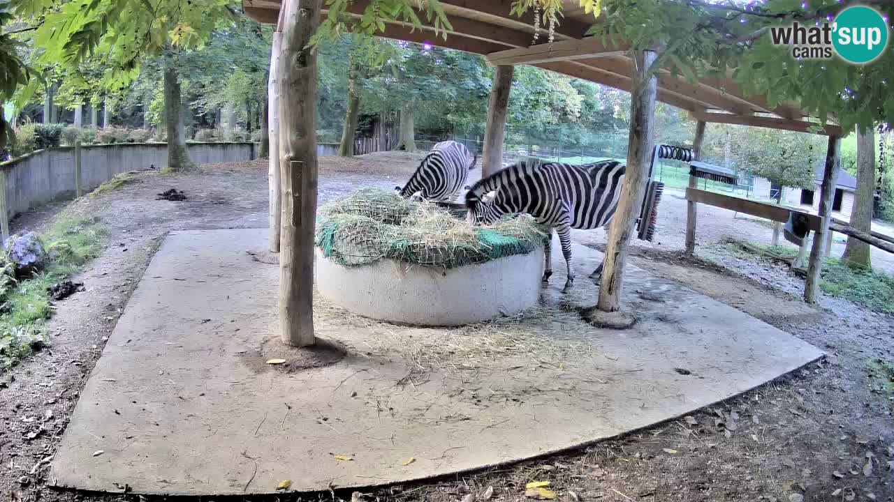 Web kamera uživo Zebras u ZOO Ljubljana – Slovenija