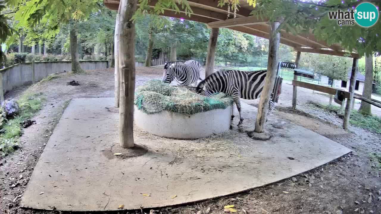 Live webcam Zebras in Ljubljana ZOO – Slovenia