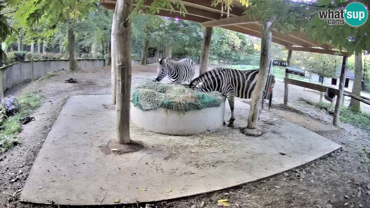 Live Webcam Zebras in Ljubljana ZOO – Slowenien