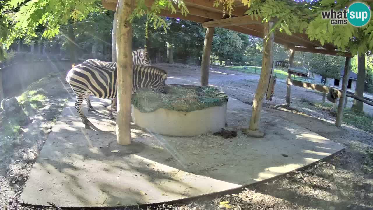 Live Webcam Zebras in Ljubljana ZOO – Slowenien