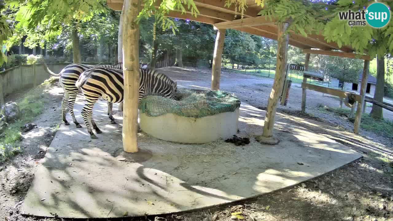 Live webcam Les zèbres in Ljubljana ZOO – Slovénie