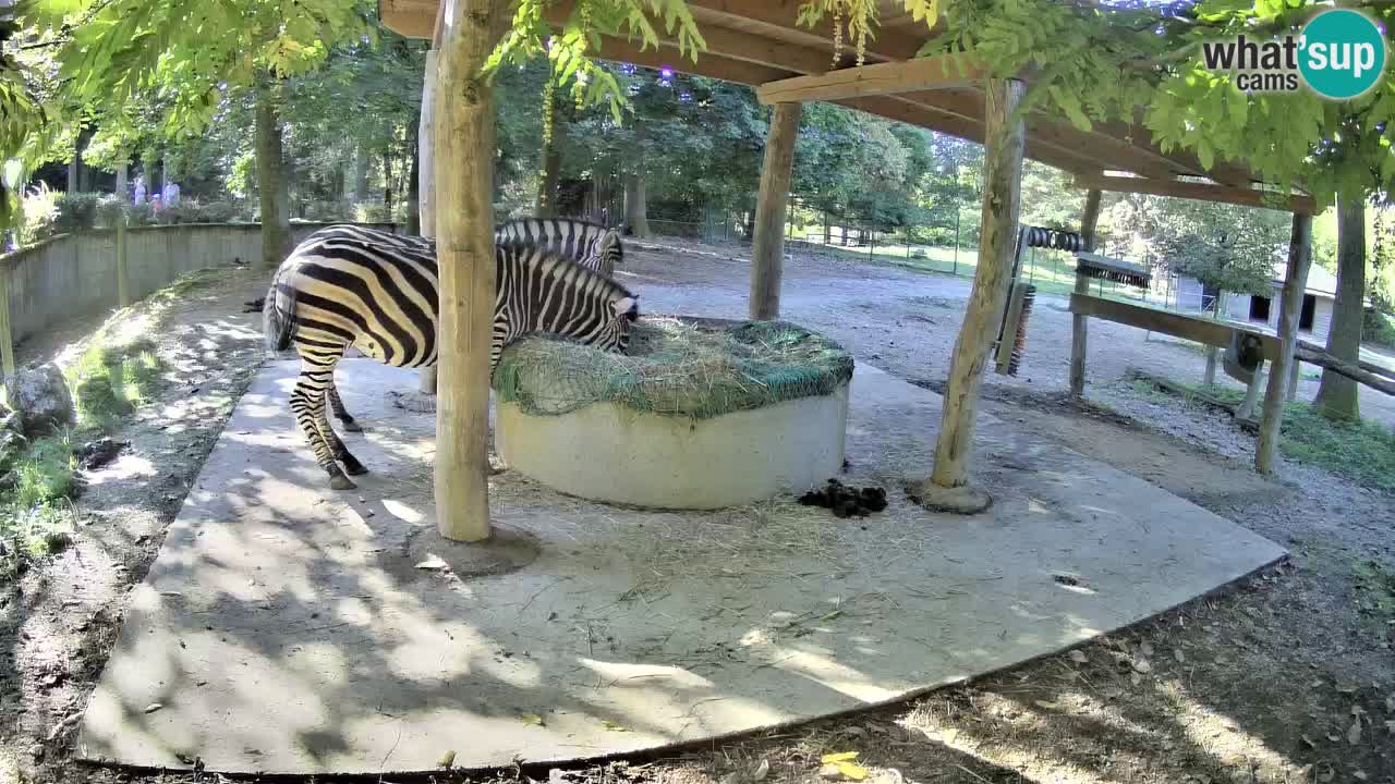Camera en vivo Cebras in Ljubljana ZOO – Eslovenia