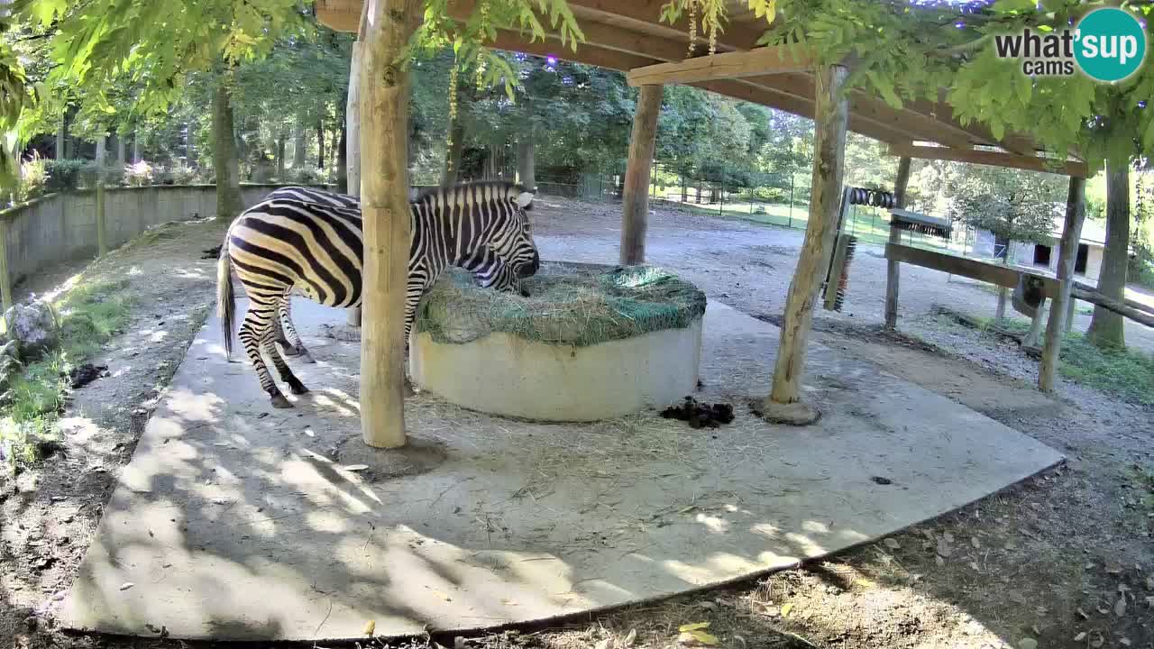Web kamera uživo Zebras u ZOO Ljubljana – Slovenija