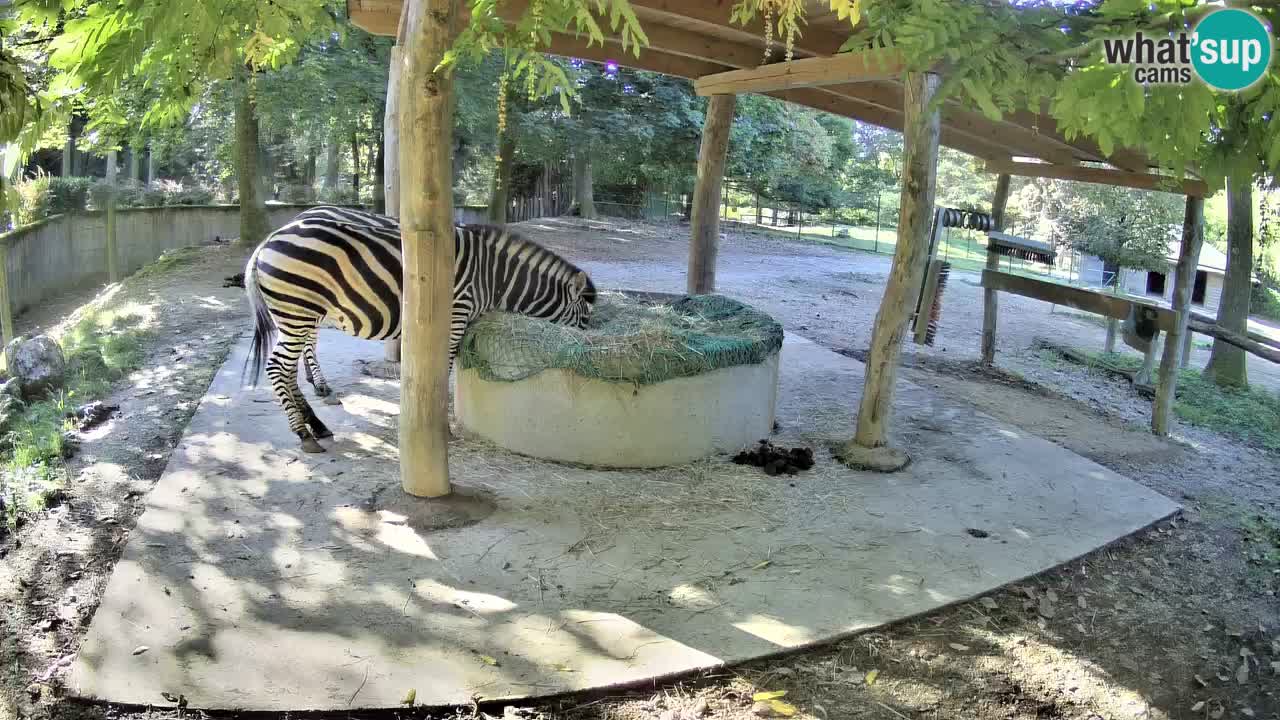 Zebre v živo v živalskem vrtu Ljubljana ZOO spletne kamere
