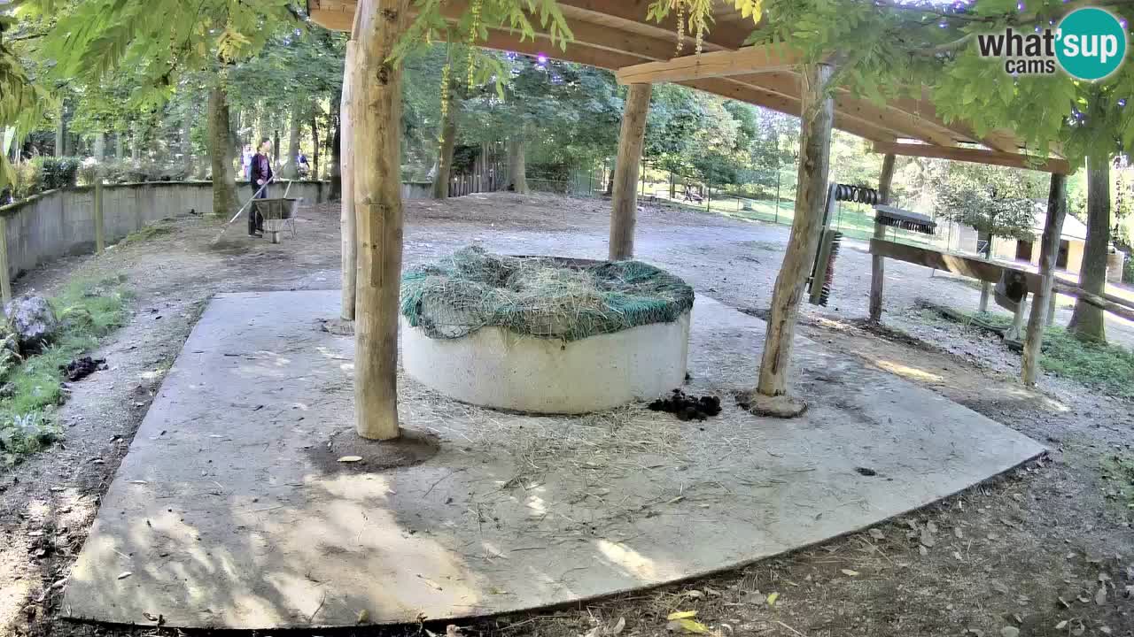 Camera en vivo Cebras in Ljubljana ZOO – Eslovenia