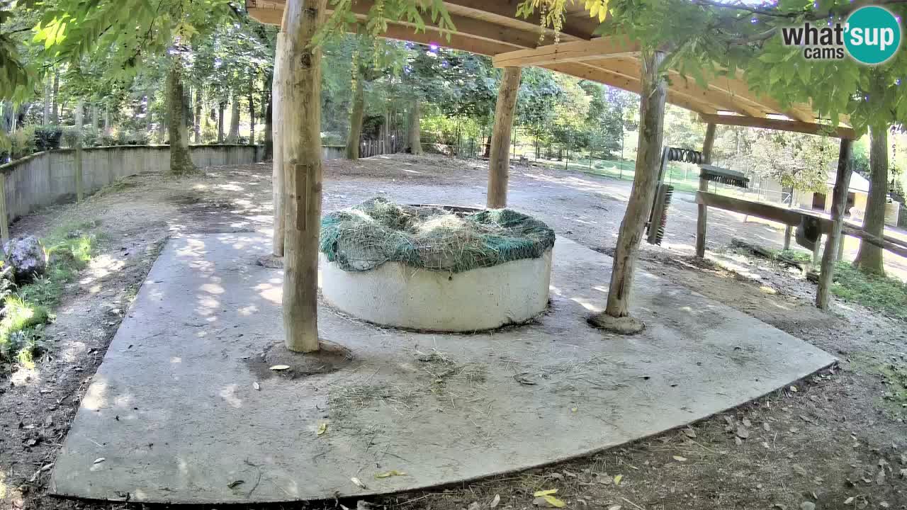 Le Zebre nello ZOO di Ljubljana – Slovenia Live webcam