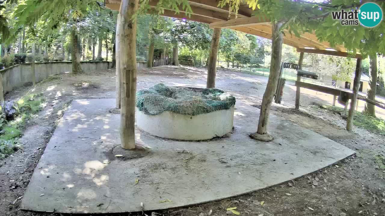 Live webcam Zebras in Ljubljana ZOO – Slovenia