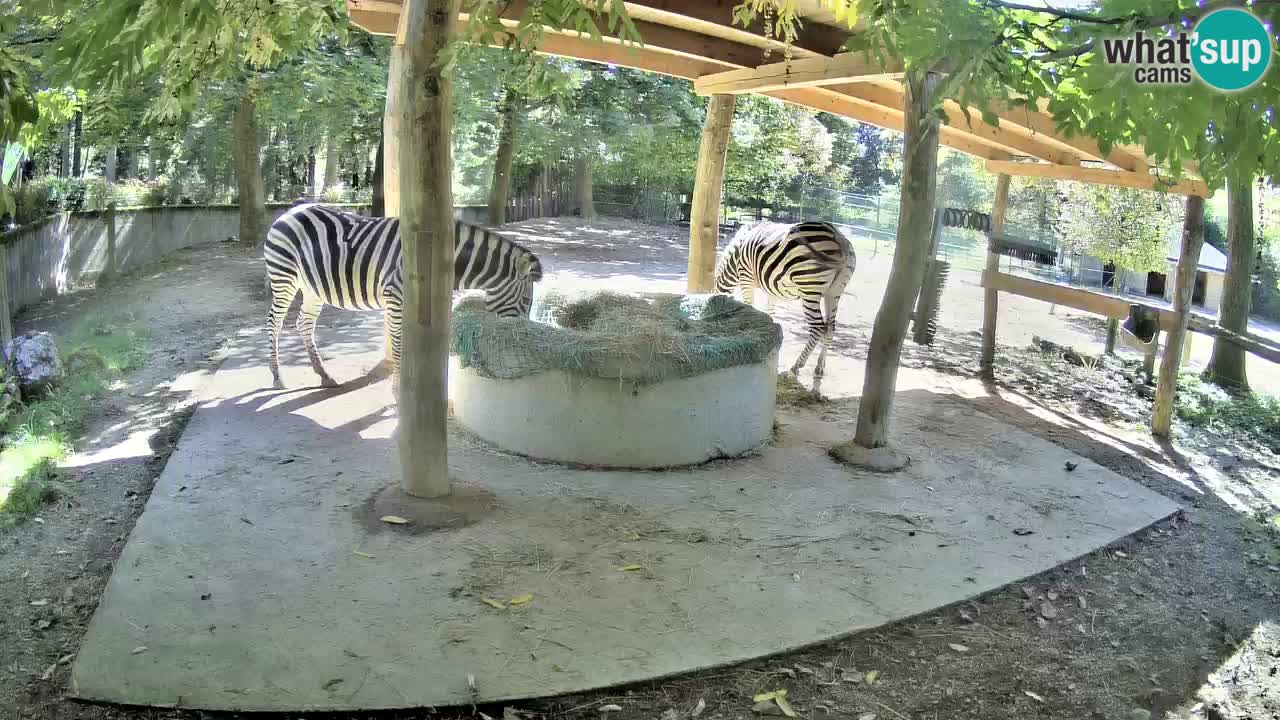 Live webcam Les zèbres in Ljubljana ZOO – Slovénie
