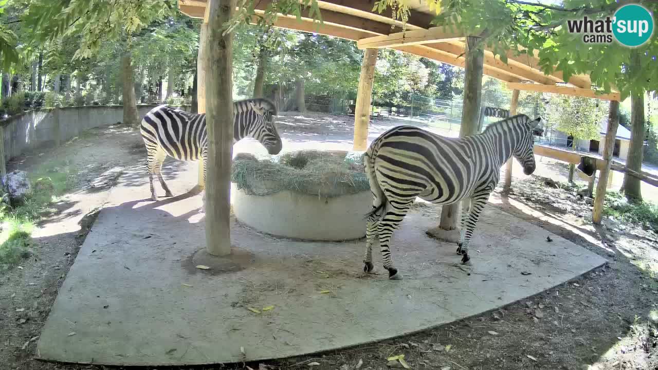 Web kamera uživo Zebras u ZOO Ljubljana – Slovenija