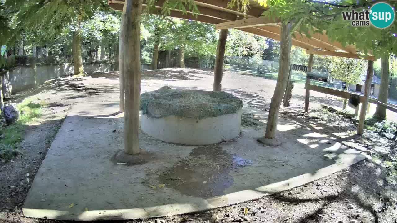 Web kamera uživo Zebras u ZOO Ljubljana – Slovenija