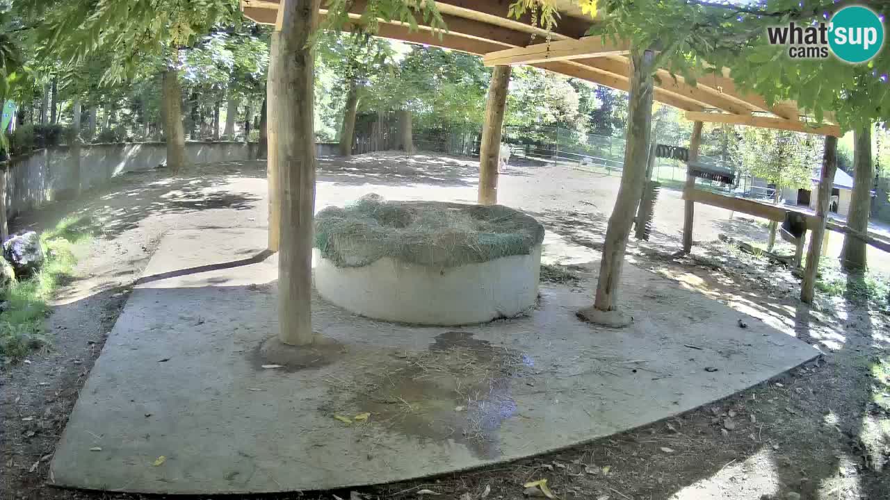 Live Webcam Zebras in Ljubljana ZOO – Slowenien