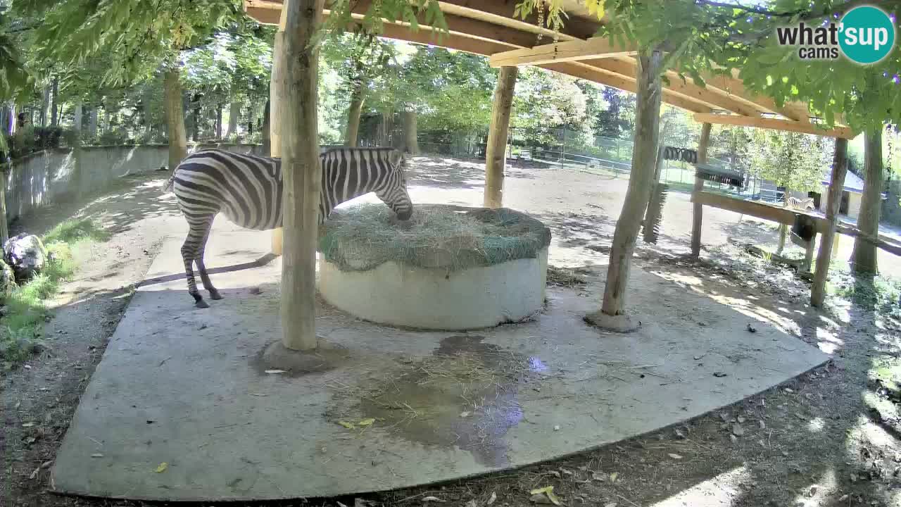 Live Webcam Zebras in Ljubljana ZOO – Slowenien