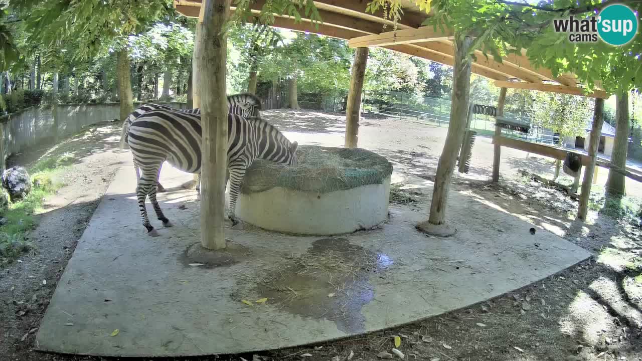 Live webcam Les zèbres in Ljubljana ZOO – Slovénie