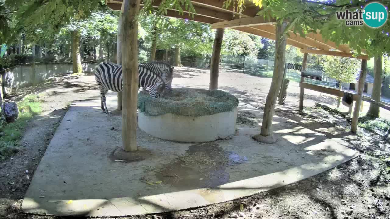 Web kamera uživo Zebras u ZOO Ljubljana – Slovenija